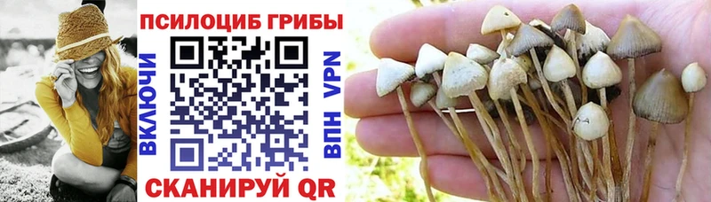 kraken онион  Могоча  Псилоцибиновые грибы Cubensis  дарнет шоп 